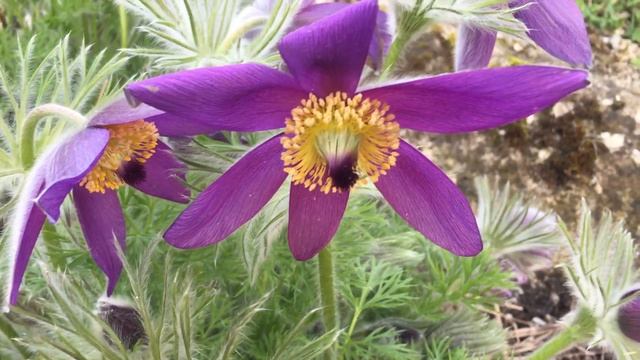 Pasque Flowers Anemone Pulsatilla vulgaris #gardening #anemone #pulsatilla #worldgardeners смотреть онлайн