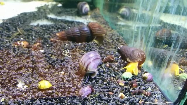 Тиломелания сулавесская Sulawesi Snail Tylomelania Sp -S (детка)