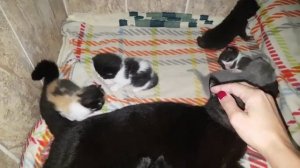 Котята! Как правильно выбрать котенка!)