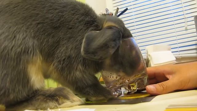 Кролик vs Стакан смотреть онлайн