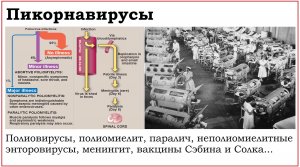 44. Клинически значимые вирусы семейства Picornaviridae