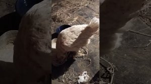 12 дней курица сидит на яйцах.