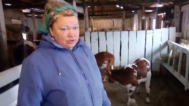 Телята на ЗЦМ ! смотреть онлайн