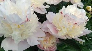 Пион Rhapsody. Рапсодия.