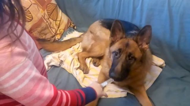 Будет ли собака пить воду из шприца? смотреть онлайн