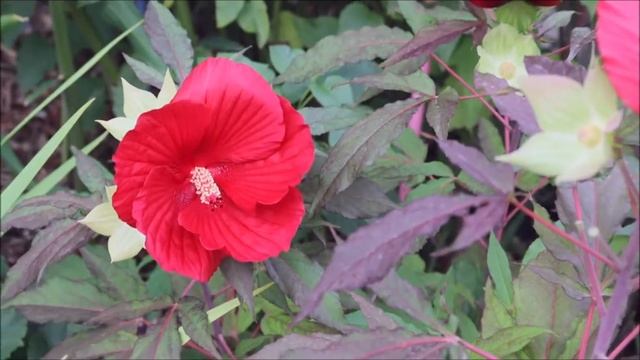Hibiscus moscheutos 2022 смотреть онлайн