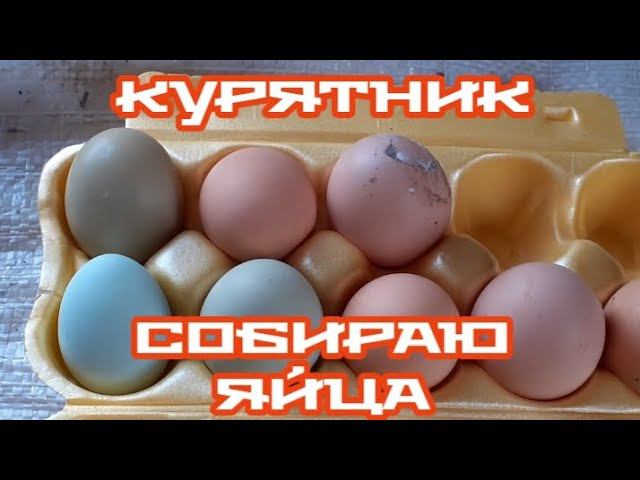 Собираю яйца. Молодки занеслись.... смотреть онлайн