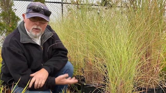 How to Grow Morning Light (Miscanthus) смотреть онлайн