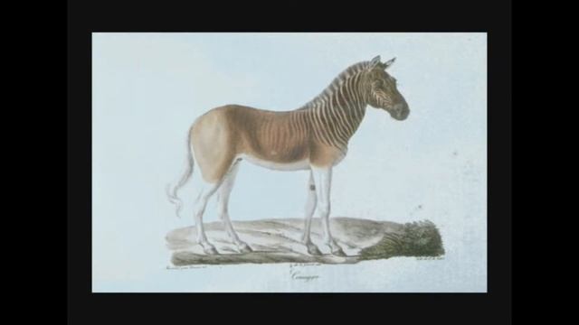 Equus quagga quagga – Квага - quagga смотреть онлайн