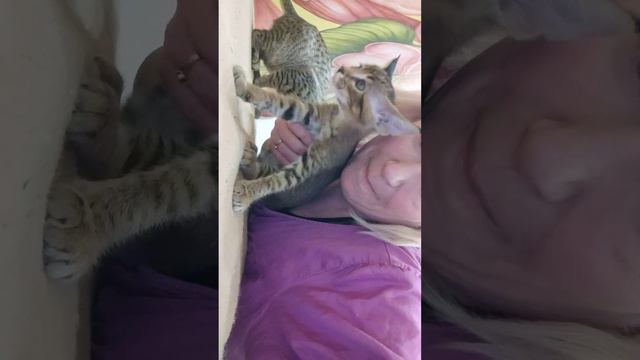 Каракеты гибриды каракала супер агрессивные с каждым днём)Super Gentle Cats Caracat,a Caracal Hybri