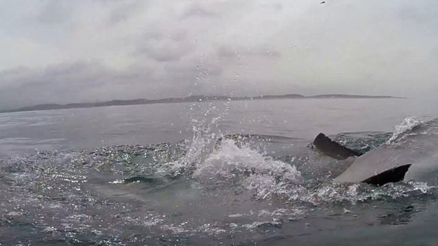 Great White Shark encounter смотреть онлайн