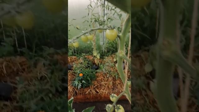 Томат Порпора Ф1 // Июль 2022 г // С.Х.У