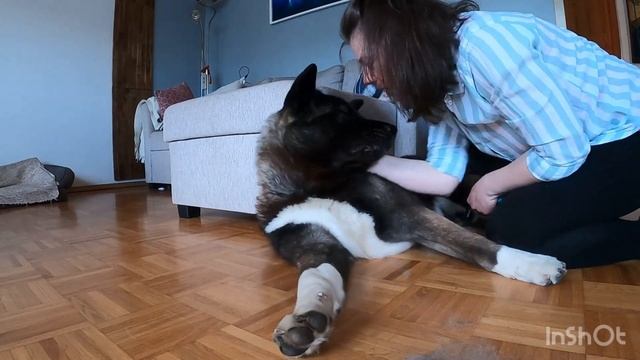 Американская Акита Молли / подстригание когтей/ чистка зубов и зубного камня у собак / вычёсывание смотреть онлайн