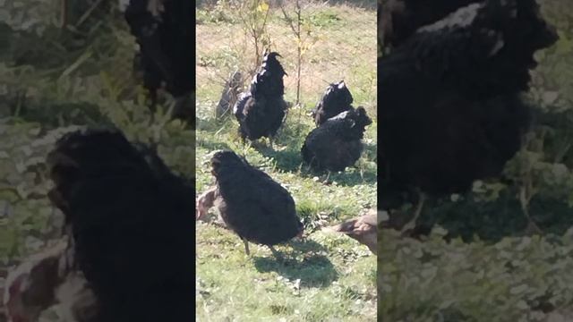 Приехала в другое хозяйство посмотреть кур Джерсийский гигант!!! смотреть онлайн
