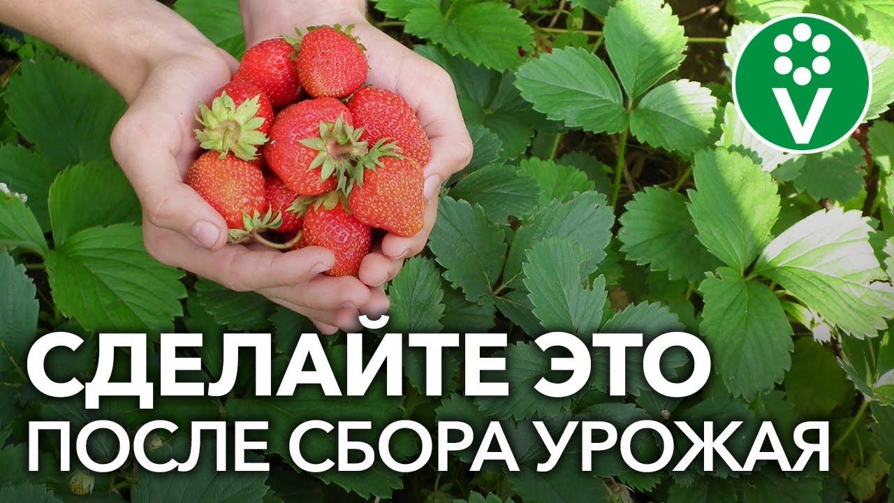 УХОД ЗА КЛУБНИКОЙ после сбора урожая: обрезка, подкормка, обработка смотреть онлайн