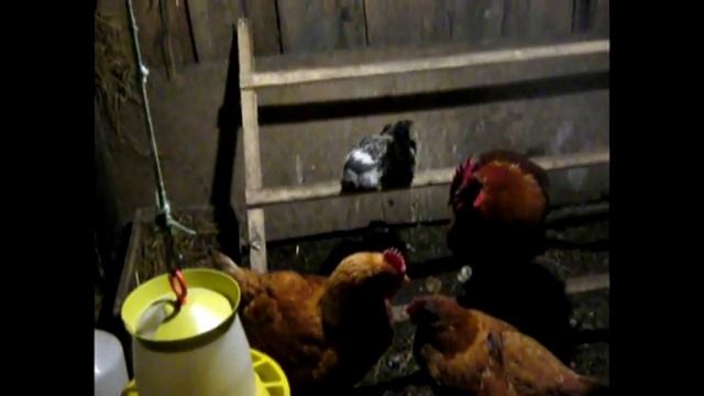 Едят ли куры цыплят? Мой эксперимент с цыплятами. смотреть онлайн