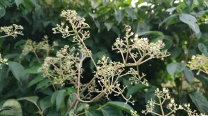 Цветет эводия! Самый лучший медонос!