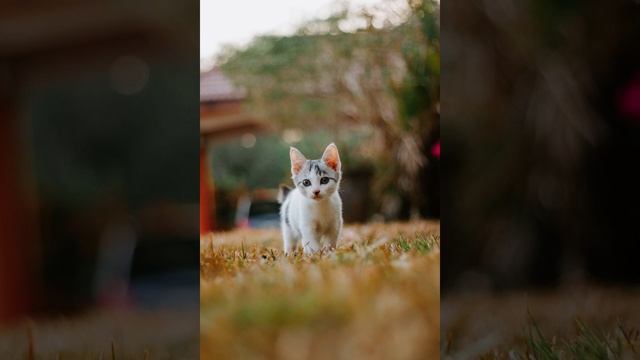 Очень добрая сказка для детей котёнок шняк смотреть онлайн