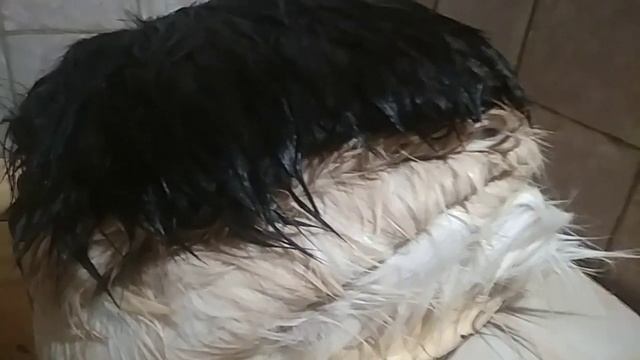 Проект "4 шкуры" или Вычинка козьих шкур, часть 2: пролежка, дубление. смотреть онлайн