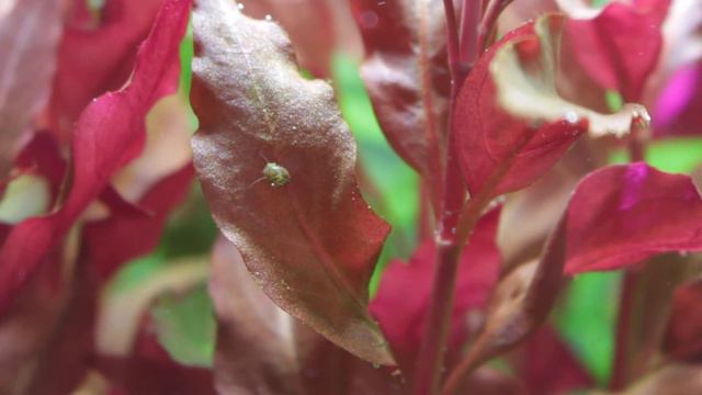 'Pearling' - Alternanthera Cardinalis  April 2020
