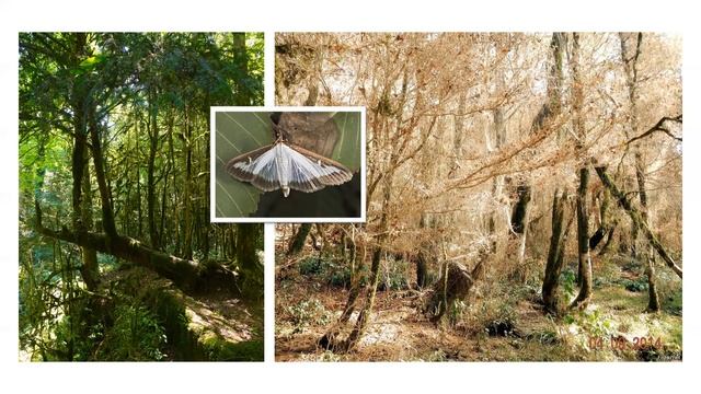 Видеолекция начальника отдела науки национального парка «Мещёра» Алины Косяковой  