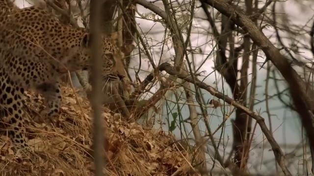 Karma in the Wild: Lions Take Revenge on Leopard For Stealing its Cub смотреть онлайн