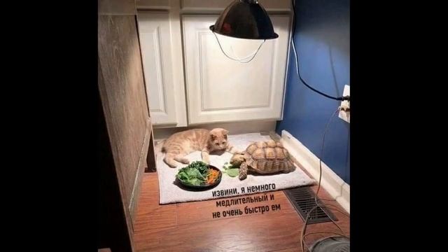 Лютые приколы. КОТ ЛЮБИТ ГАЗИРОВКУ!!! Тест на психику! Засмеялся проиграл! – Domi Show!