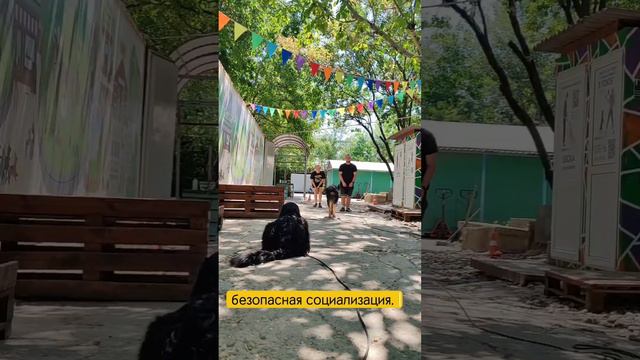 Дрессировка собак в Краснодаре.
Собака тревожная.
Кто виноват и что делать.