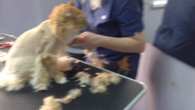 Стрижка кота смотреть онлайн