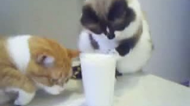 Забавные животные 25 смотреть онлайн