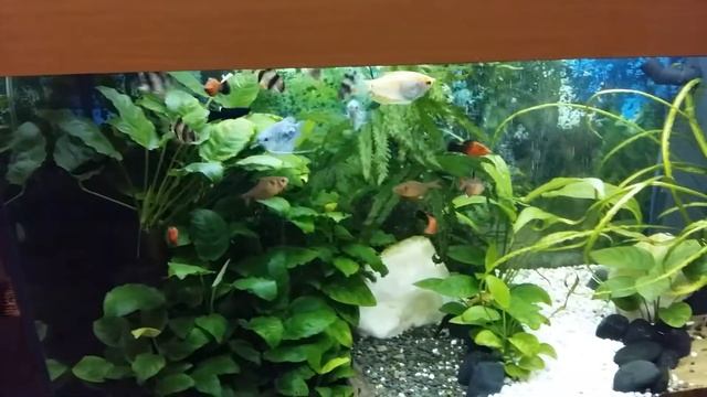 Оптимальный состав рыб для аквариума 120 л смотреть онлайн