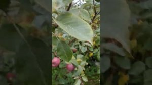 Яблоня Краса Свердловска.