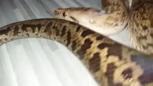 Granite Burmese Python - Close Up смотреть онлайн