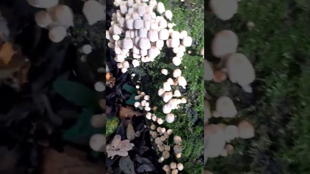 Fairy Inkcap ...Quiet version.. смотреть онлайн