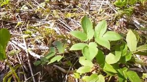 Как отличить сныть обыкновенную от других зонтичных растений