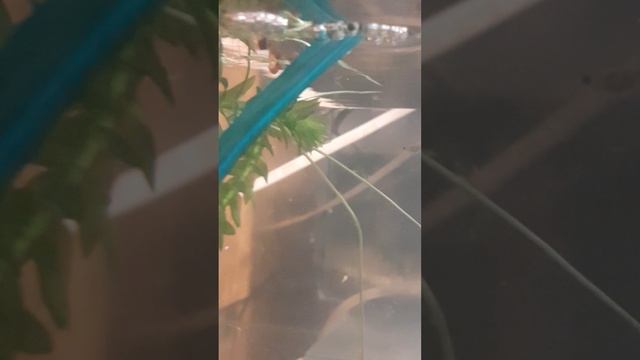 Данио, мальки? смотреть онлайн