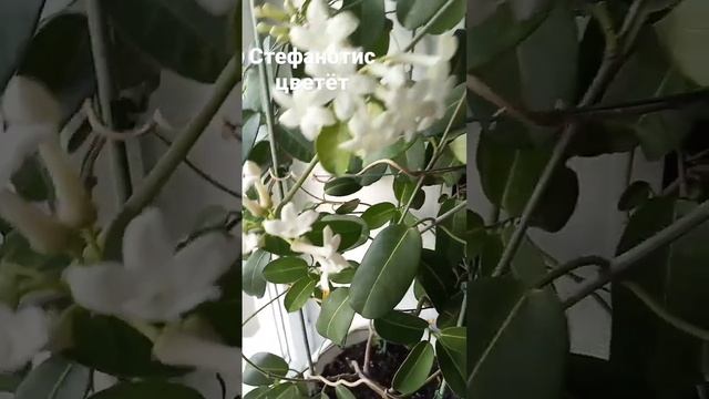 Цветение Стефанотиса