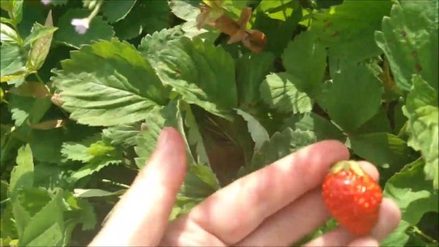 14 июля. Клубника Фестивальная второго года смотреть онлайн