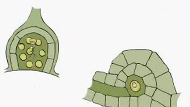 размножение папоротников.avi смотреть онлайн