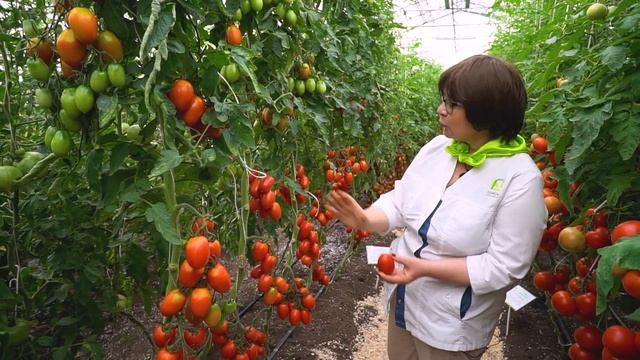 Очень урожайный томат для выращивания в теплице. Маринованные томаты. смотреть онлайн