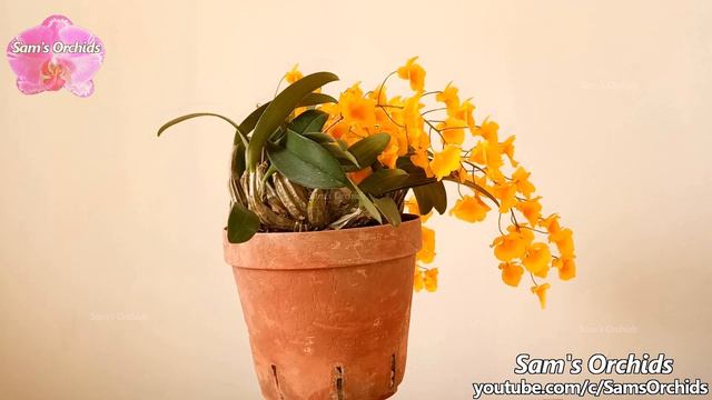 𝘿𝙚𝙣𝙙𝙧𝙤𝙗𝙞𝙪𝙢 𝙡𝙞𝙣𝙙𝙡𝙚𝙮𝙞 (𝘿𝙚𝙣. 𝙖𝙜𝙜𝙧𝙚𝙜𝙖𝙩𝙪𝙢) orchid blooming 2022 смотреть онлайн