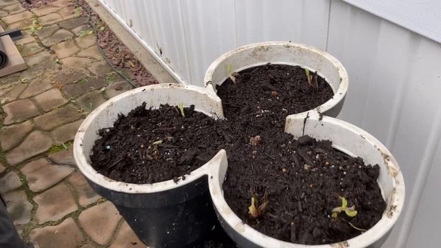 ??VLOG. Купили землю. Кормлю слизняков. Муж ходит по стенке. Новый сорт клубники. EVERY PLATE?! смотреть онлайн