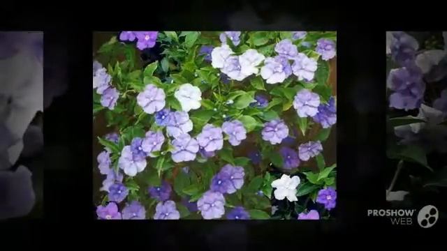 Brunfelsia - garden plants смотреть онлайн