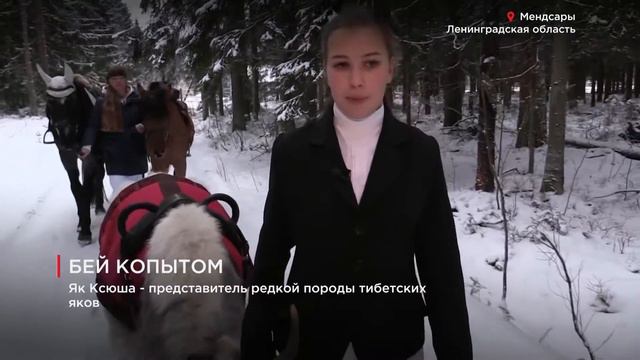 135 лет назад в Петербурге состоялись первые конные бега смотреть онлайн