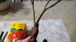 Розы из коробки. Розы весной. Покупка роз в "Леруа Мерлен" и магазине "Удачный сад" Иркутск.