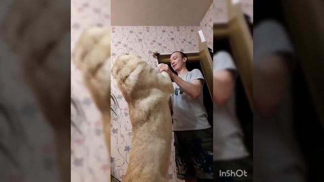 Игры алабая Шермана. смотреть онлайн
