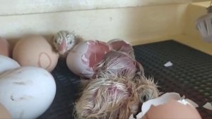 Вылупление цыплят в инкубаторе на 19 и 20 день!