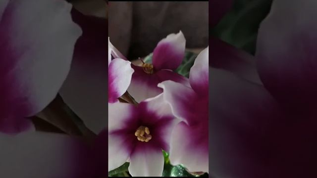 Optimara myLove смотреть онлайн