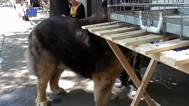 Dog GRIZZLY.Его зовут ГРИЗЛИ. Кавказская овчарка.Caucasian Shepherd Dog!Odessa. смотреть онлайн
