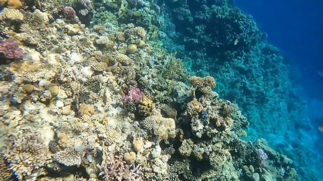 красное море Египет смотреть онлайн